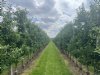 Limburg wil beleid op maat voor fruitsector