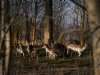 Damhertenpopulatie Hoeksche Waard mag niet naar nul worden teruggebracht