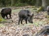 Poolse wilde zwijnen met varkenspest steken Duitse grens over