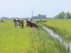 Waterschap slaat alarm: blauwalg en botulisme op de loer