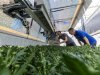 Knoprobot als oplossing voor arbeid en kwaliteit