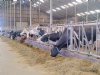 Producent van Bovaer wil geen verplichte inzet