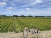 Jumbo ziet groeipotentie voor quinoa van Nederlandse bodem