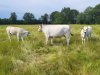 ‘Welke koe mag weg: Bea, Gea of Grietje?’