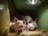 AgruniekRijnvallei: voerwinsten biologische varkenshouderij staan onder druk