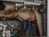 Fonterra verlaagt melkprijsprognose door zwakkere zuivelmarkt