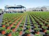 Groeiregulator Alar krijgt tijdelijke toelating in potplanten