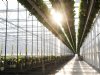 Na overname groeit teeltareaal Royal Berry naar 110 hectare