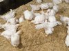 BroilerNet wil vaart maken met dierenwelzijn en duurzaamheid in vleeskuikenhouderij