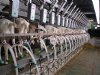 Royal A-ware neemt belang in Amalthea