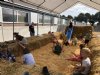 Boert Bewust en The Pig Story slaan handen ineen