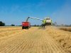 Tarweprijs plust met 10 euro per ton