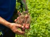 België verwacht lagere opbrengsten voor vroege aardappelen