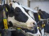 Duitse melkprijs krabbelt in mei verder op