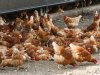 Strengere PlanetProof-eisen voor eiersector van kracht