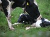 Kalverliefde: uitstoot per kilo melk benadeelt extensieve bedrijven