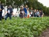 Zware besmetting aardappelmoeheid maakt rasverschillen zichtbaar