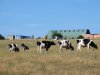 Franse grasgroei blijft 20 procent achter door hitte en droogte