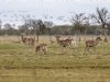 Beroep dierenorganisaties tegen afschot damherten Zeeland gegrond