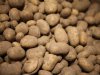 Nieuwe koers voor aardappelteelt op Zuid-Limburgse lössgrond