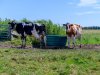 Boeren op Wieringen kiezen voor natuur en innovatie