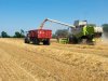 Europese graanoogst krijgt flinke knauw
