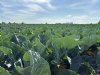 Vrijstelling Movento voor vijf vollegrondsgroenten