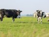 Weidegang levert melkveehouder hoger saldo op
