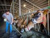 Boeren naast buren biedt Drentse broers ‘een mooie mix’