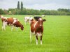 Enorme voorraden boter en kaas drukken zuivelmarkt