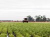Aardappelteelt heeft alternatieven voor PFAS-middelen