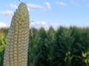 Vlaamse mais rijpt snel af door hitte