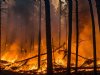 Spaanse bosbrand leidt tot forse schade veehouders