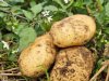 Britten keuren aardappel uit precisieveredeling goed