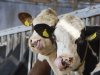 CO2- en ammoniaknormen brengen ook biologische melkveehouders in de knel