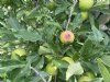 NFO bezorgd over de gevolgen van droogte voor de fruitteelt