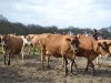 Agractie-tool geeft boeren inzicht in financiële gevolgen stikstofbrief