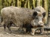 Eerste geval Afrikaanse varkenspest bij wilde zwijnen in Finland