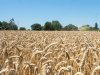Graanoogst 2026 is van goede kwaliteit, maar hitte kost opbrengst