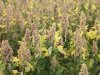 Nederlandse quinoa groeit als alternatief op verzilte grond