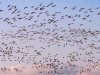 Australië meldt eerste massale sterfte door H5-vogelgriep