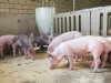 Nijpend geldtekort treft vleesvarkenshouders