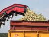 Plantuien profiteren van lage opbrengstverwachting zaaiuien