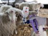 Blauwtong slaat hard toe in Zuidwest-Engeland