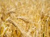 Droogte drukt Britse graanopbrengsten flink onder gemiddelde