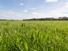 Nieuw-Zeelands onderzoek: smalle weegbree vermindert stikstofverliezen