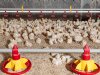 Argentinië hervat export van pluimveevlees naar EU