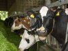 Onderzoek: rantsoen van invloed op wateropname koe