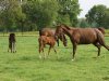 Westnijlvirus vastgesteld bij paard in Schipluiden