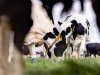 Boterberg zit echt herstel zuivelmarkt in de weg